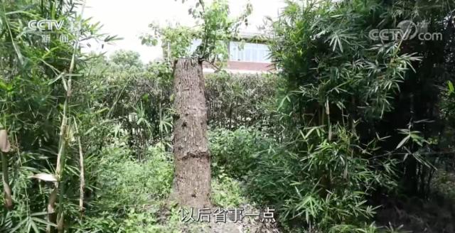 修剪自己種的樹被罰14萬(wàn)，這合理嗎？